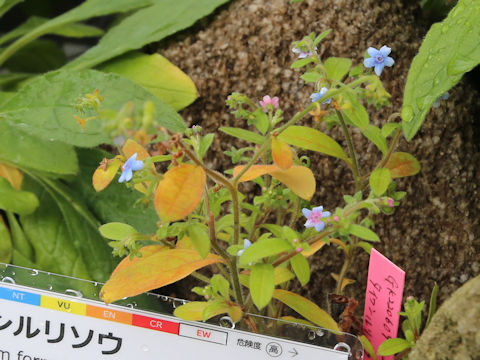 Cynoglossum lanceolatum var. formosanum