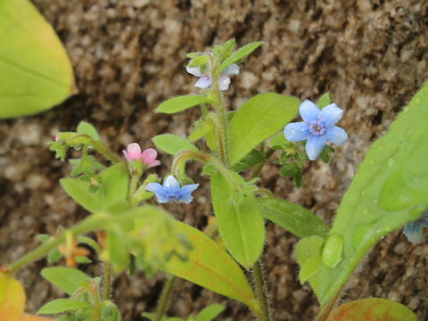 Cynoglossum lanceolatum var. formosanum