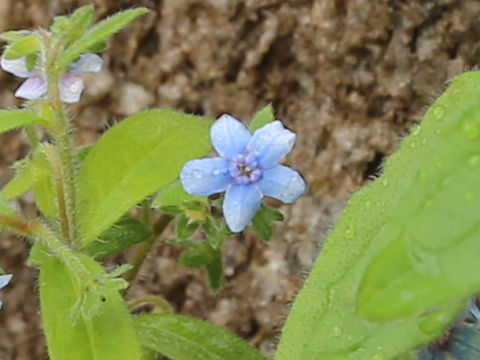 Cynoglossum lanceolatum var. formosanum