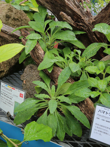 Cynoglossum lanceolatum var. formosanum