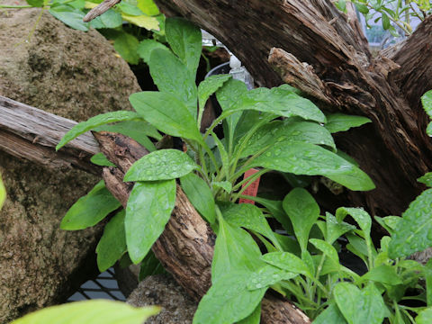 Cynoglossum lanceolatum var. formosanum