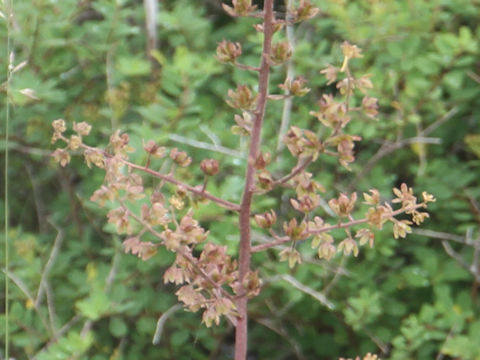 Veratrum maackii var. japonicum f. atropurpureum