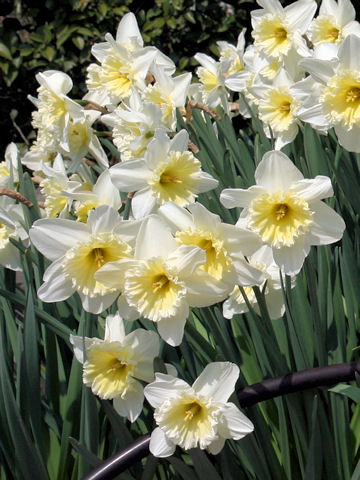 Narcissus cv. Ice Follies