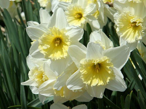 Narcissus cv. Ice Follies