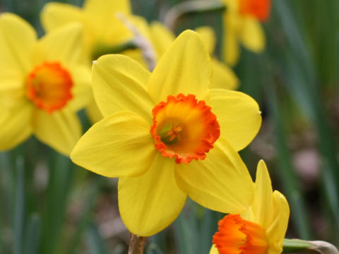 Narcissus cv. Garden Giant