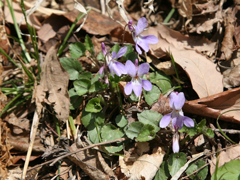 Viola grypoceras