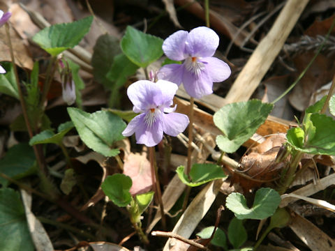 Viola grypoceras