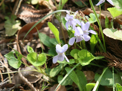 Viola grypoceras