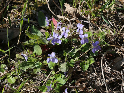 Viola grypoceras