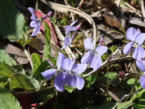 Viola grypoceras