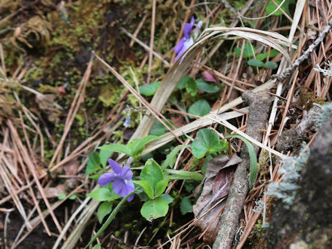 Viola grypoceras