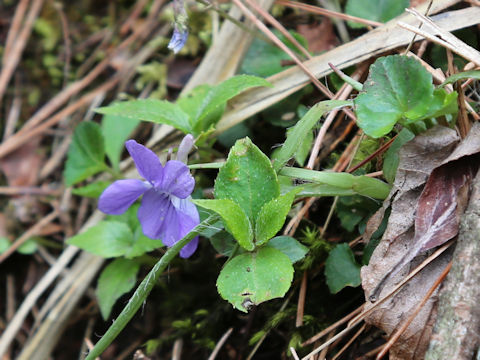 Viola grypoceras