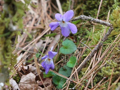 Viola grypoceras
