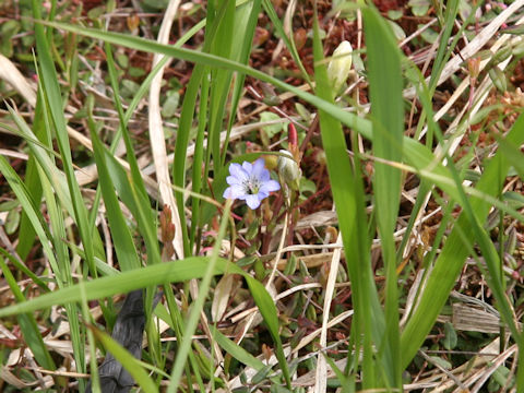 Gentiana thunbergii var. minor