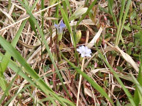 Gentiana thunbergii var. minor
