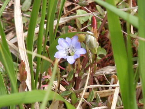 Gentiana thunbergii var. minor