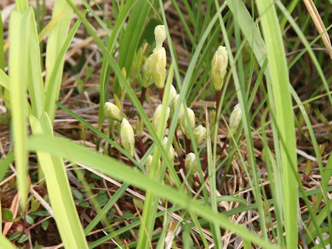 Gentiana thunbergii var. minor