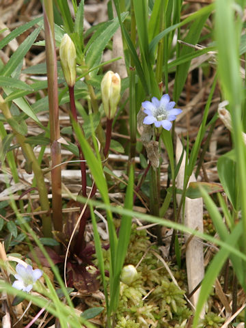 Gentiana thunbergii var. minor