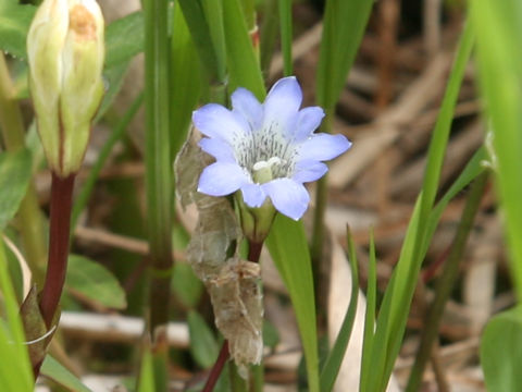 Gentiana thunbergii var. minor