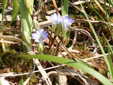 Gentiana thunbergii var. minor