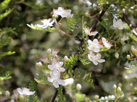 Osteomeles schwerinae