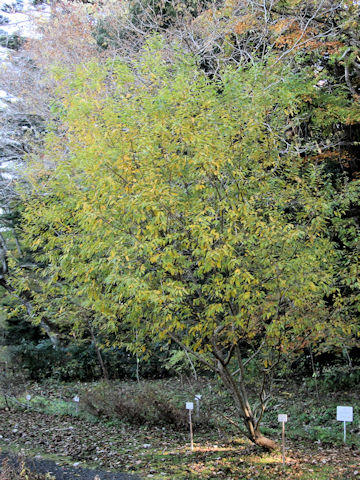 Salix subfragilis