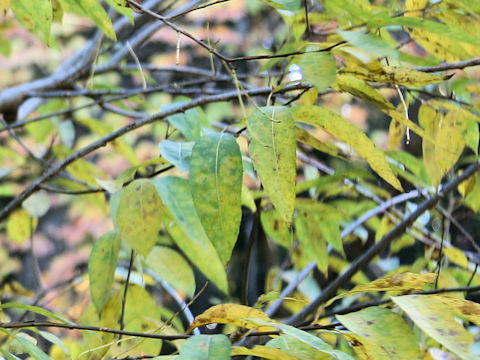 Salix subfragilis