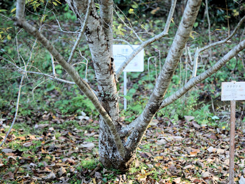 Salix subfragilis