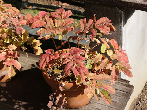 Sanguisorba stipulata
