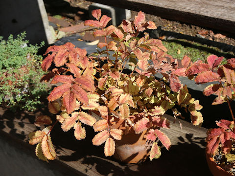 Sanguisorba stipulata