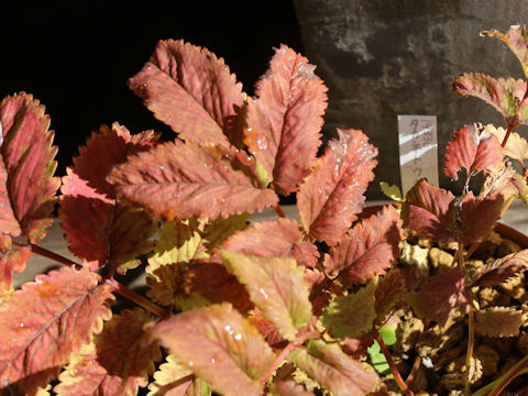 Sanguisorba stipulata