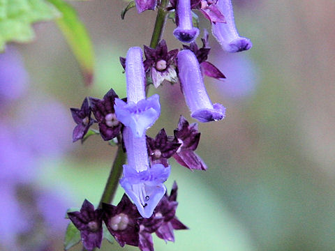 Isodon umbrosus var. excisinflexus