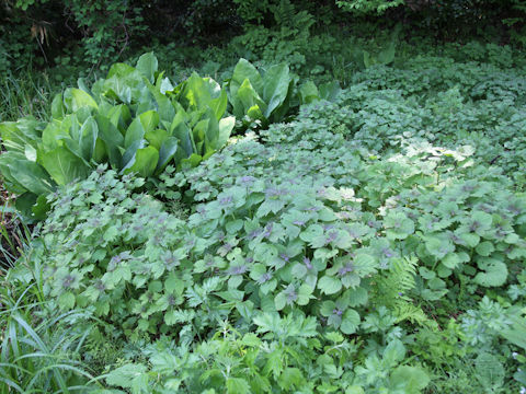 Isodon umbrosus var. excisinflexus