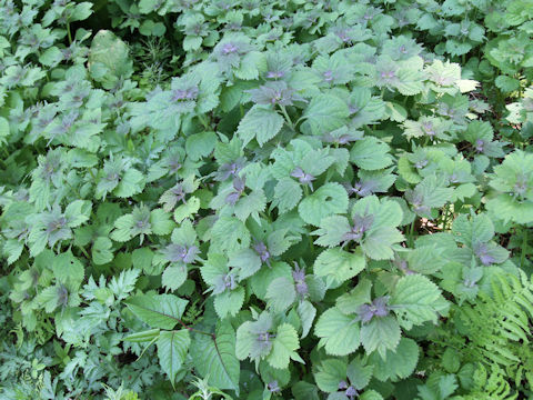 Isodon umbrosus var. excisinflexus