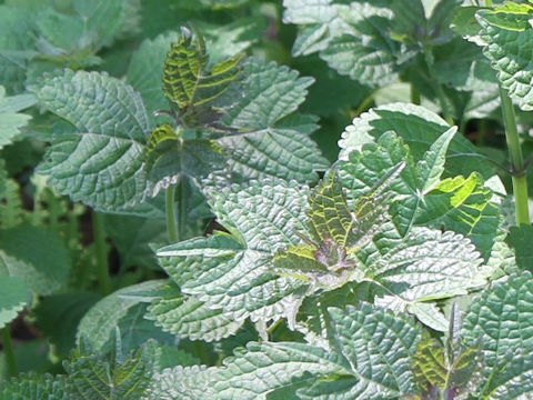 Isodon umbrosus var. excisinflexus