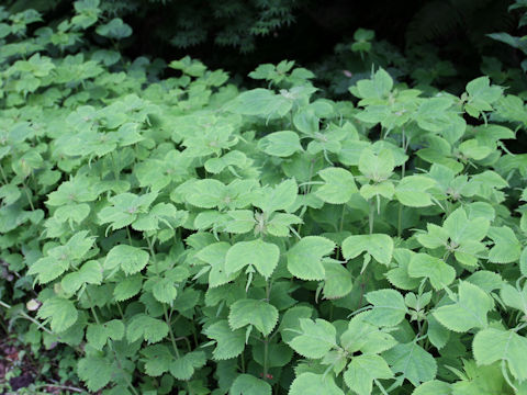 Isodon umbrosus var. excisinflexus