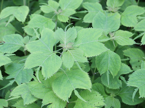 Isodon umbrosus var. excisinflexus