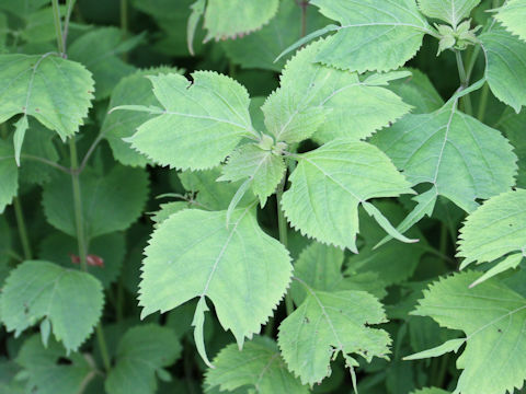 Isodon umbrosus var. excisinflexus