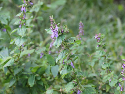 Isodon umbrosus var. excisinflexus