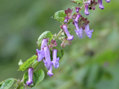 Isodon umbrosus var. excisinflexus