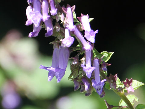 Isodon umbrosus var. excisinflexus