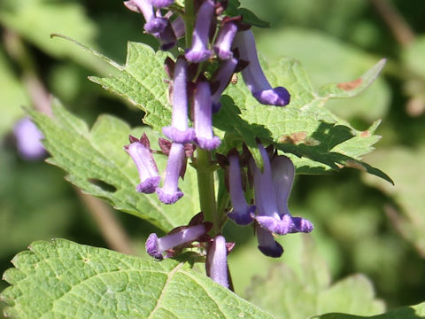 Isodon umbrosus var. excisinflexus