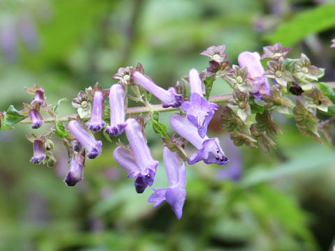 Isodon umbrosus var. excisinflexus