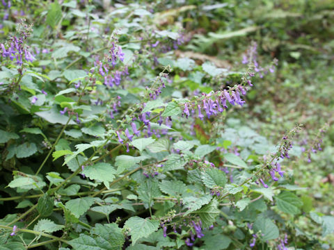 Isodon umbrosus var. excisinflexus