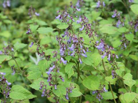 Isodon umbrosus var. excisinflexus