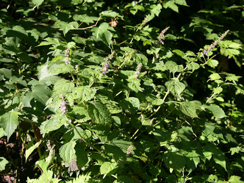 Isodon umbrosus var. excisinflexus