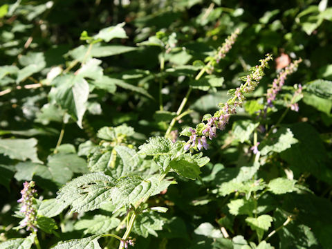 Isodon umbrosus var. excisinflexus