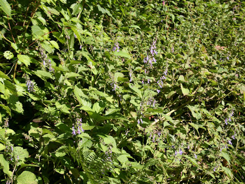 Isodon umbrosus var. excisinflexus