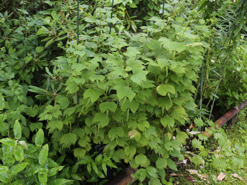 Isodon umbrosus var. excisinflexus