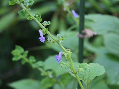 Isodon umbrosus var. excisinflexus